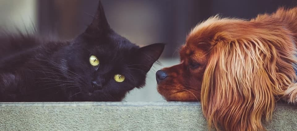 Perro y gato tienda animales productos mascotas