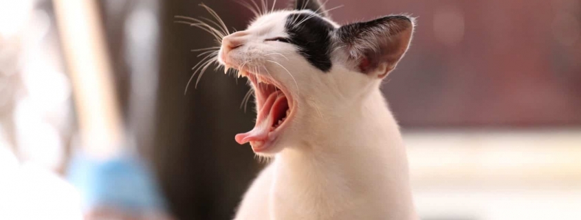 gato estornuda gato con la boca abierta
